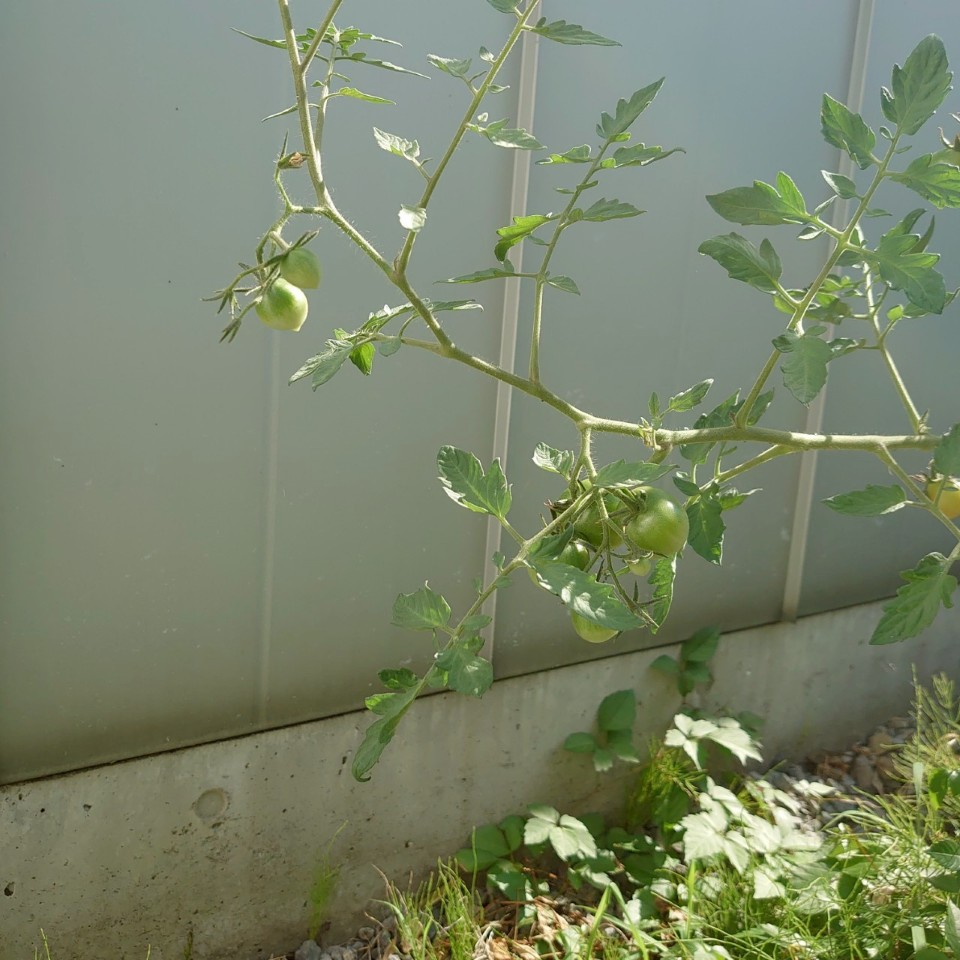 フルティカ路地③-2025/7/22