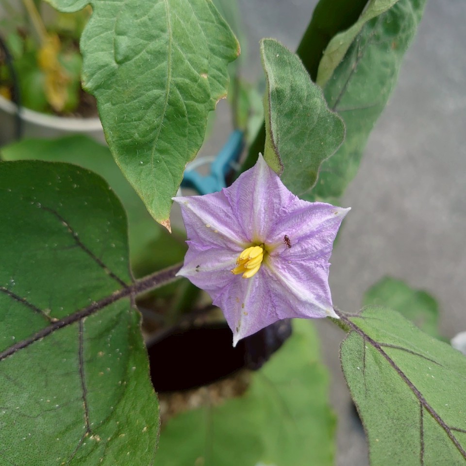 なすプランター②-2025/7/22