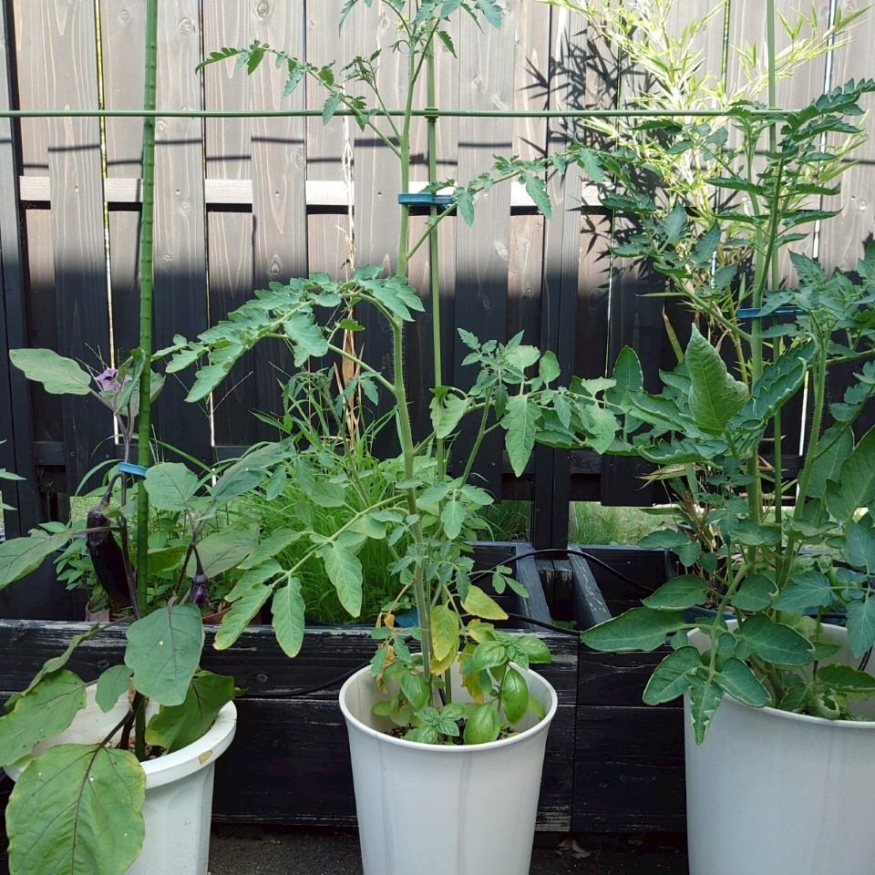 イタリアントマト？プランター-2025/7/22