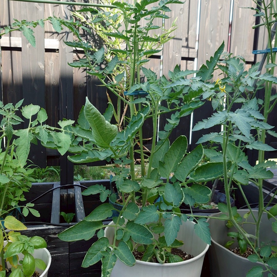 イタリアントマトプランター-2025/7/22