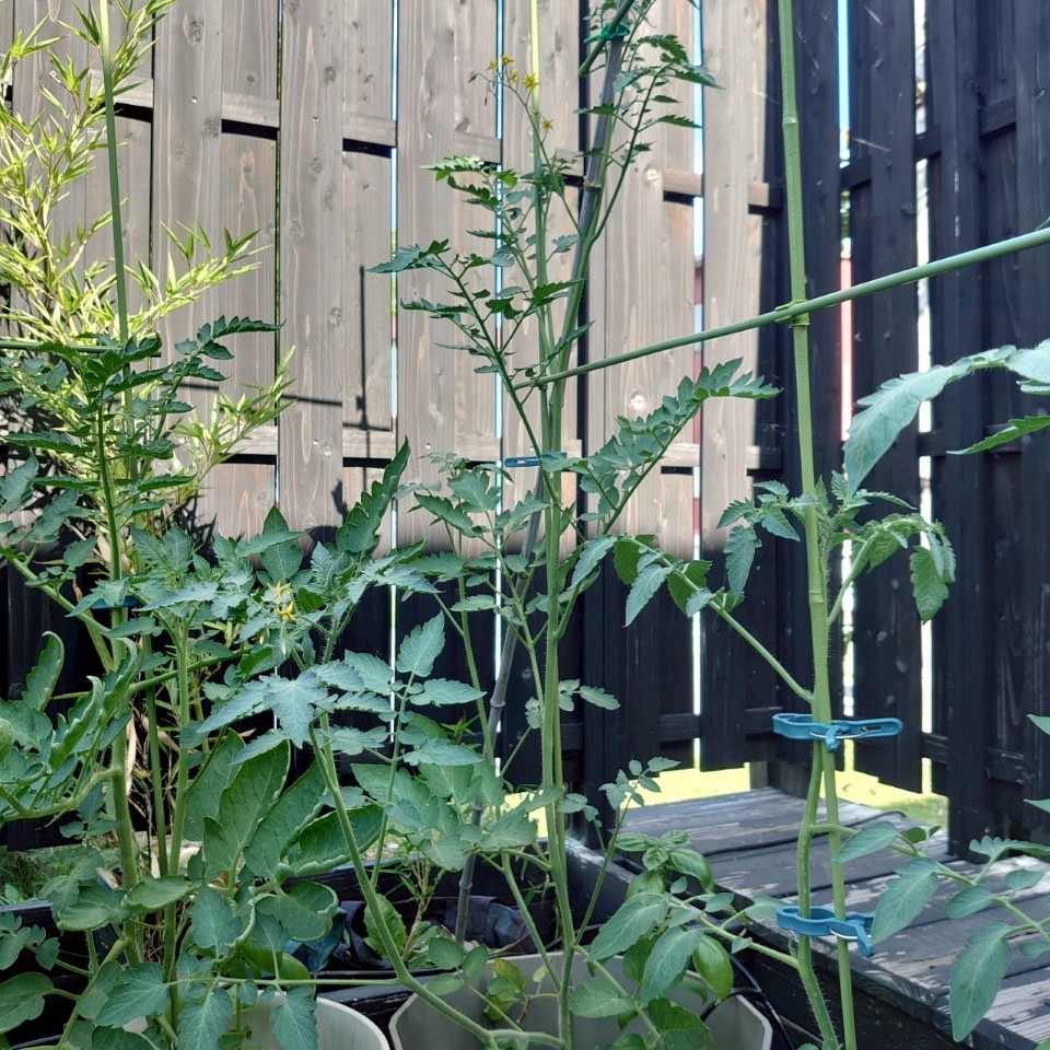 ちこプランター①-2025/7/22