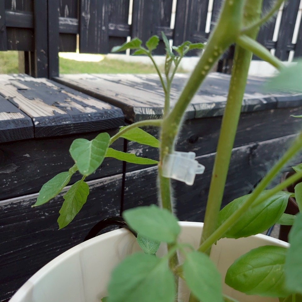 ちこプランター③-2025/7/22