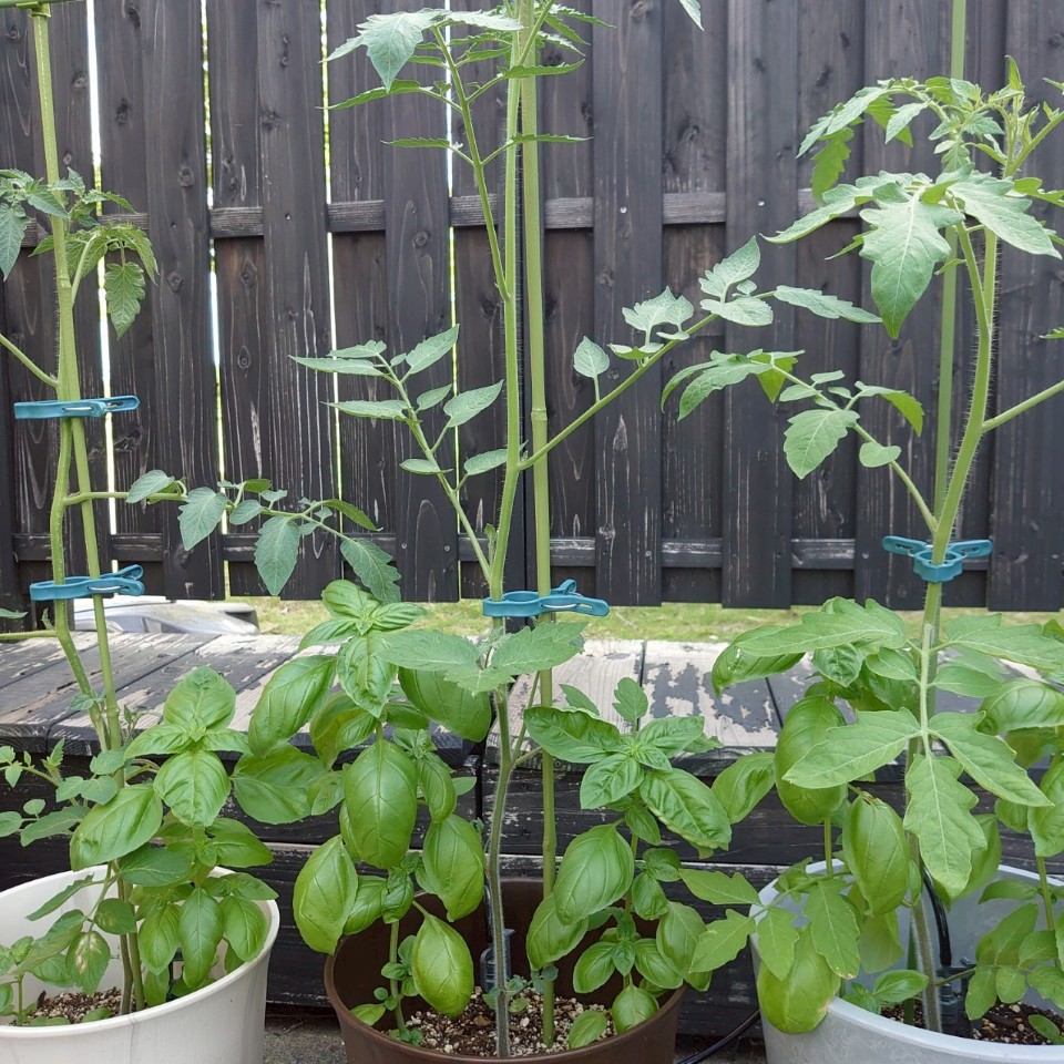 ちこプランター④-2025/7/22