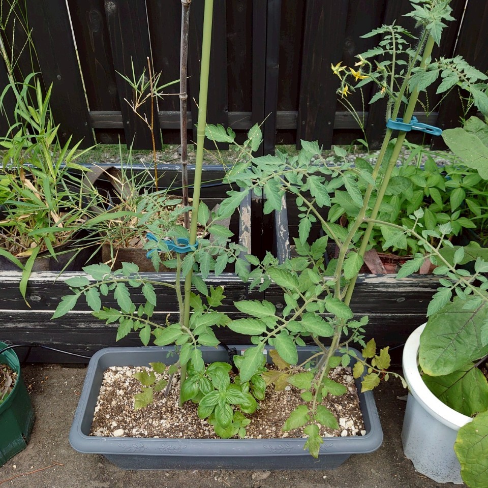 フルティカプランター-2025/7/23