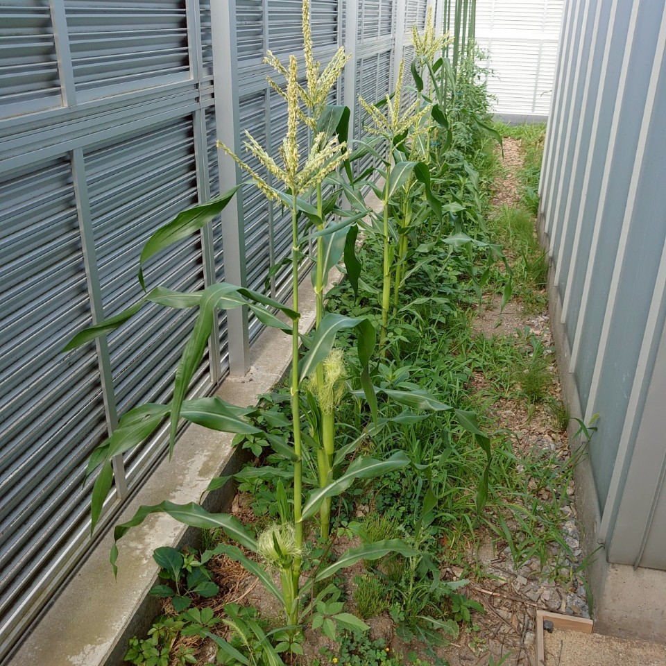コーンビッグ露地①-2025/7/23