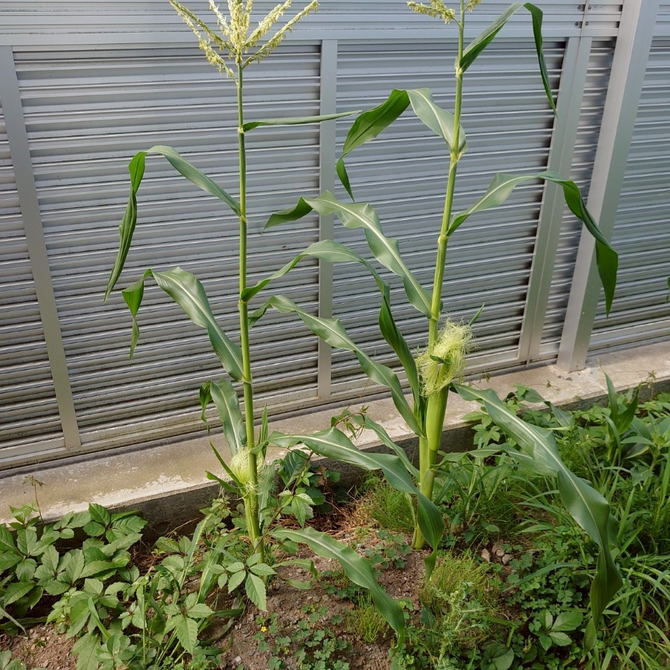 コーンビッグ露地②-2025/7/23