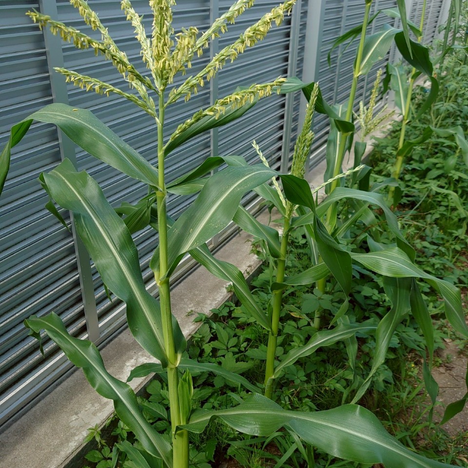 コーンビッグ露地③-2025/7/23