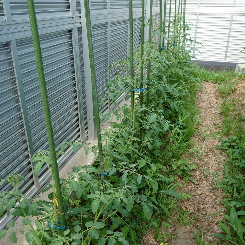 イタリアン、あまうま、フルティカ露地-2025/7/23