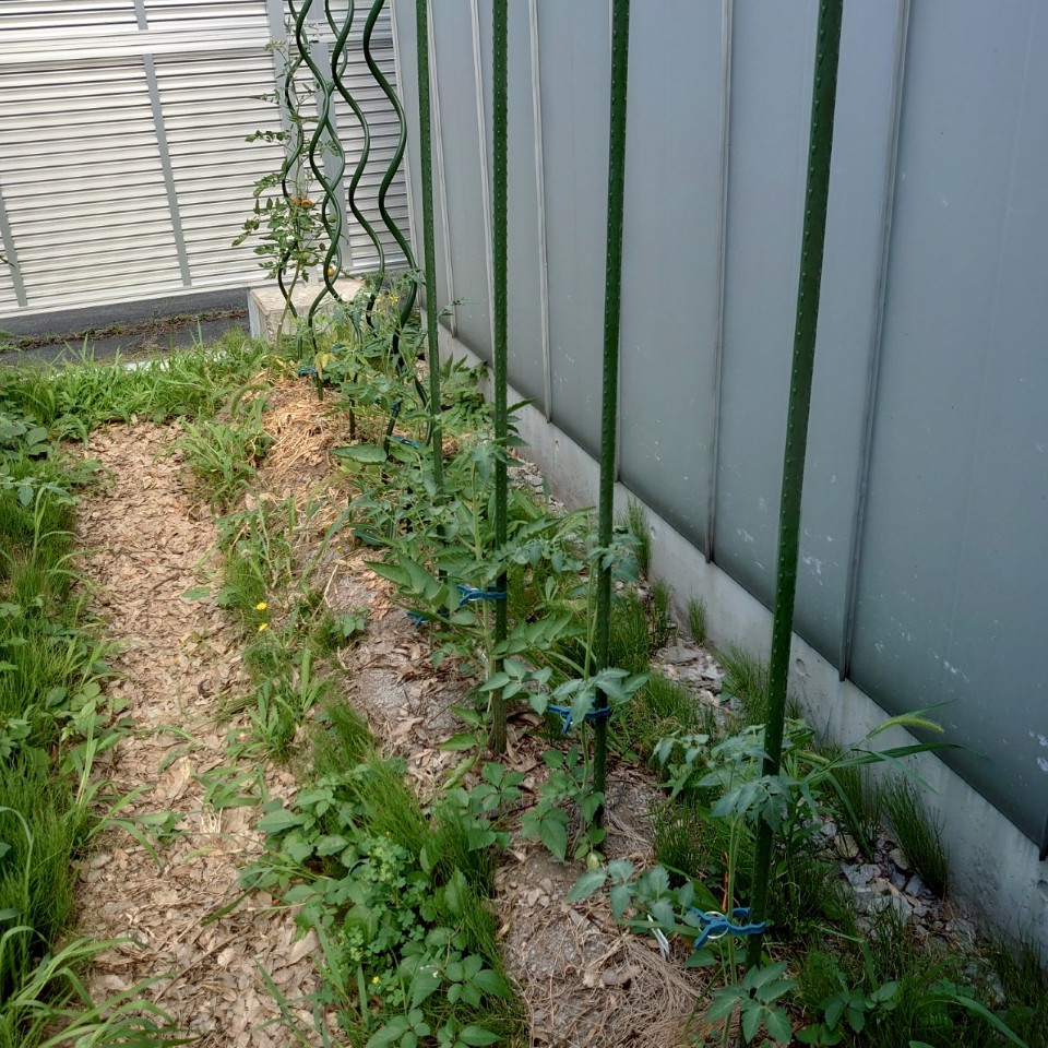 千恋、イタリアン、あまうま、フルティカ露地-2025/7/23