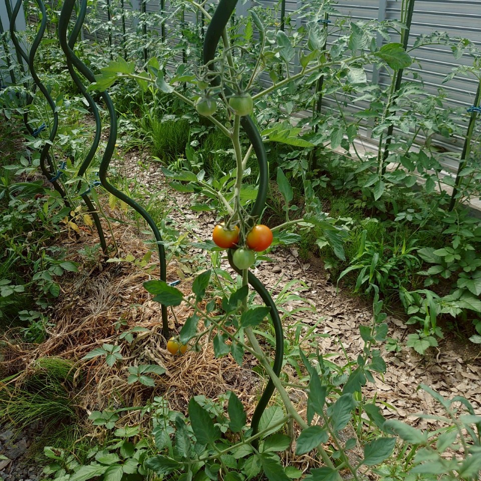 フルティカ露地-2025/7/23