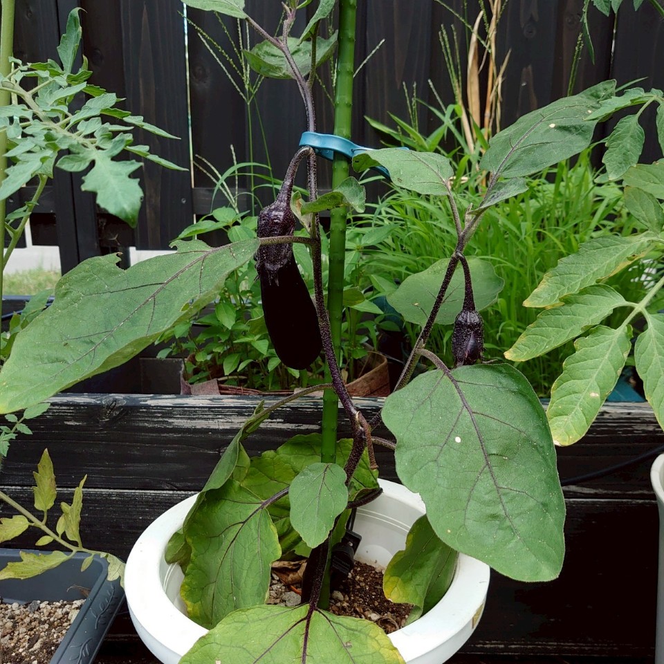 なすプランター-2025/7/23