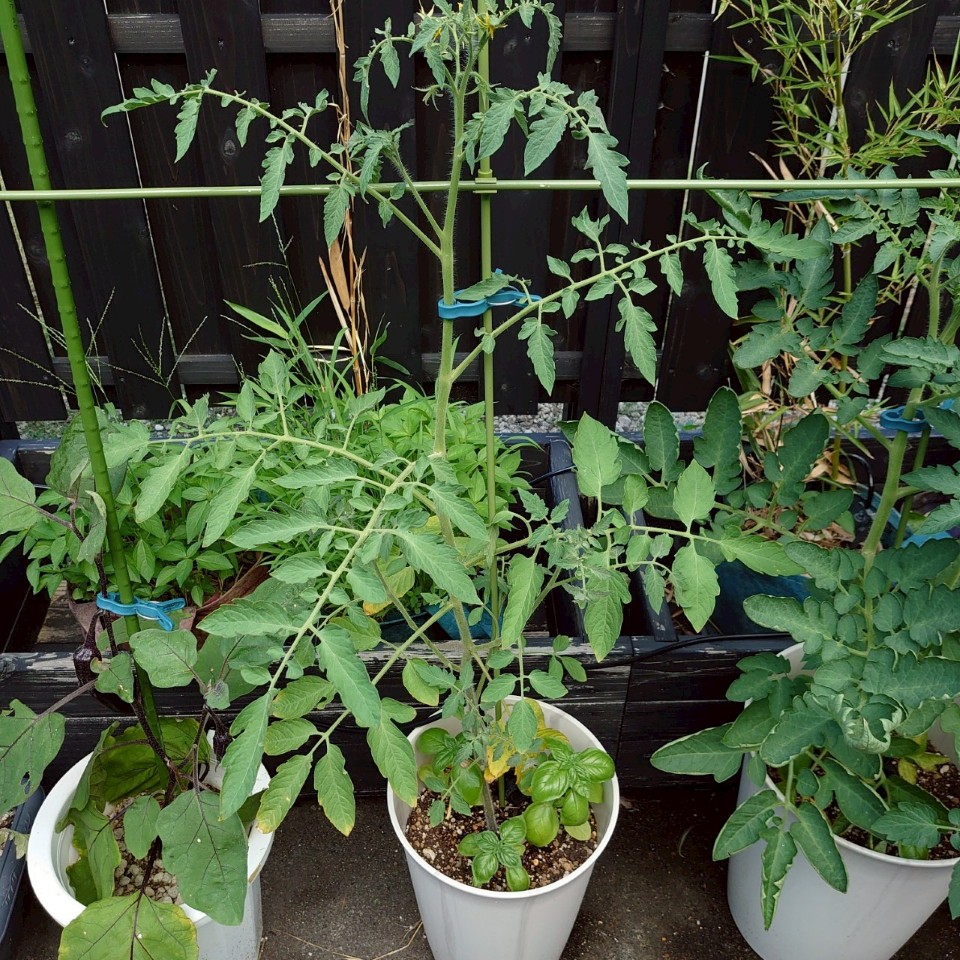 イタリアントマト？プランター-2025/7/23