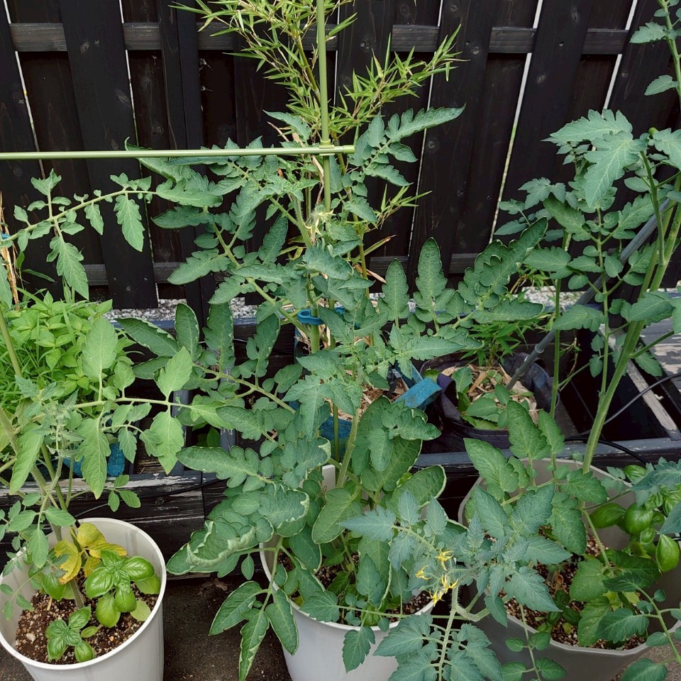 イタリアントマトプランター-2025/7/23