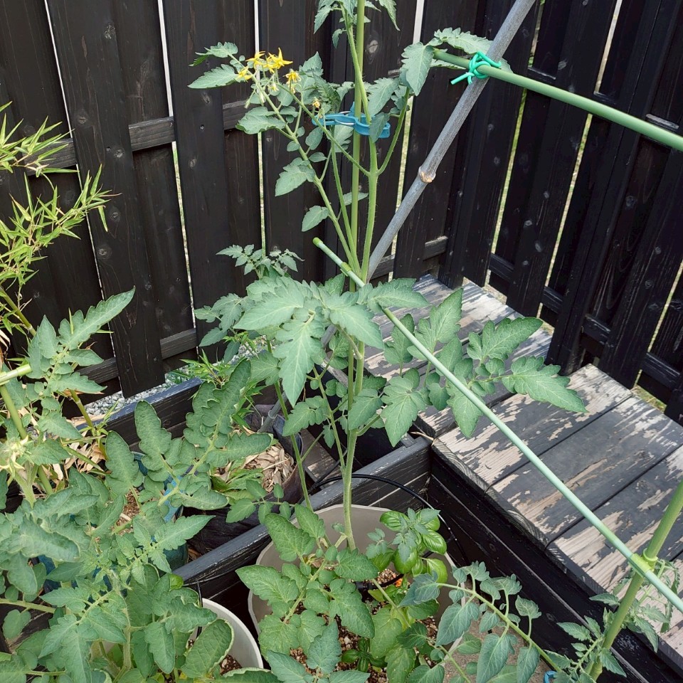 ちこプランター①-2025/7/23