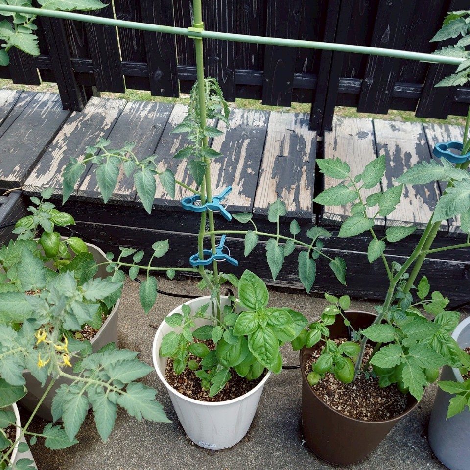 ちこプランター②-2025/7/23