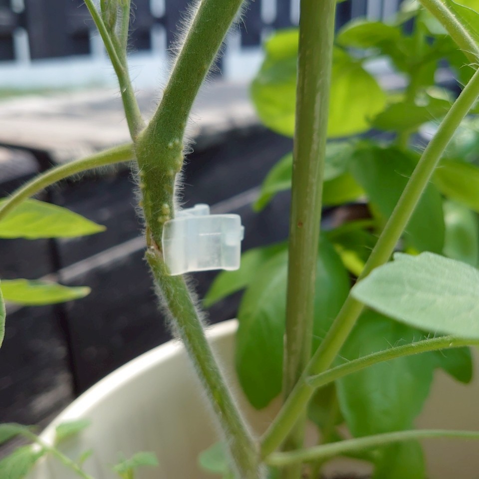 ちこプランター③-2025/7/23