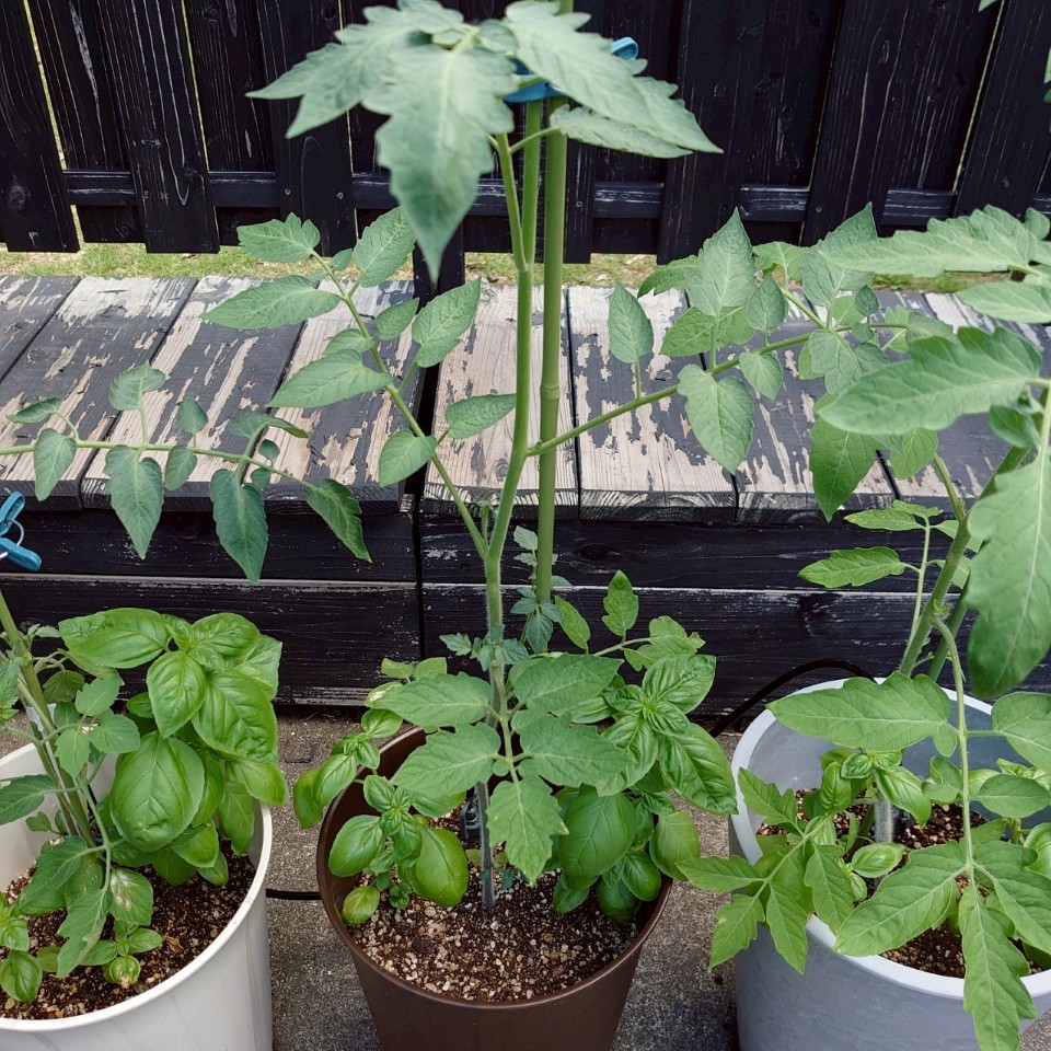 ちこプランター④-2025/7/23