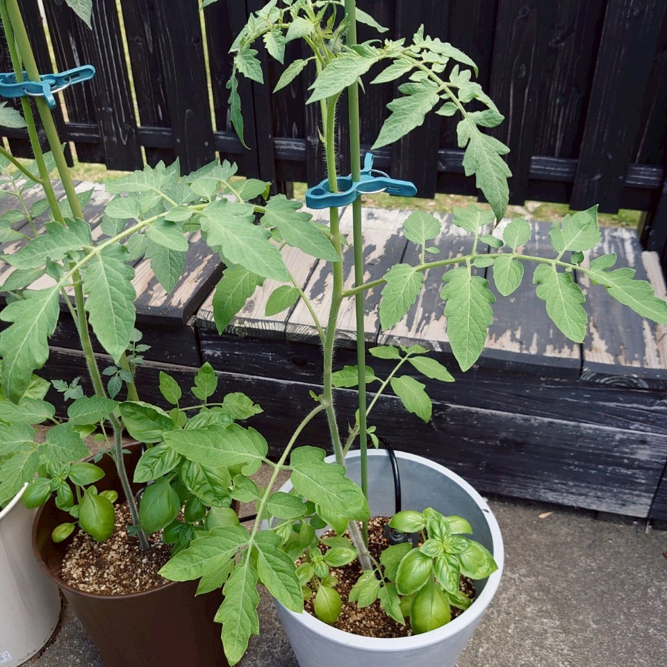 あまうまプランター-2025/7/23