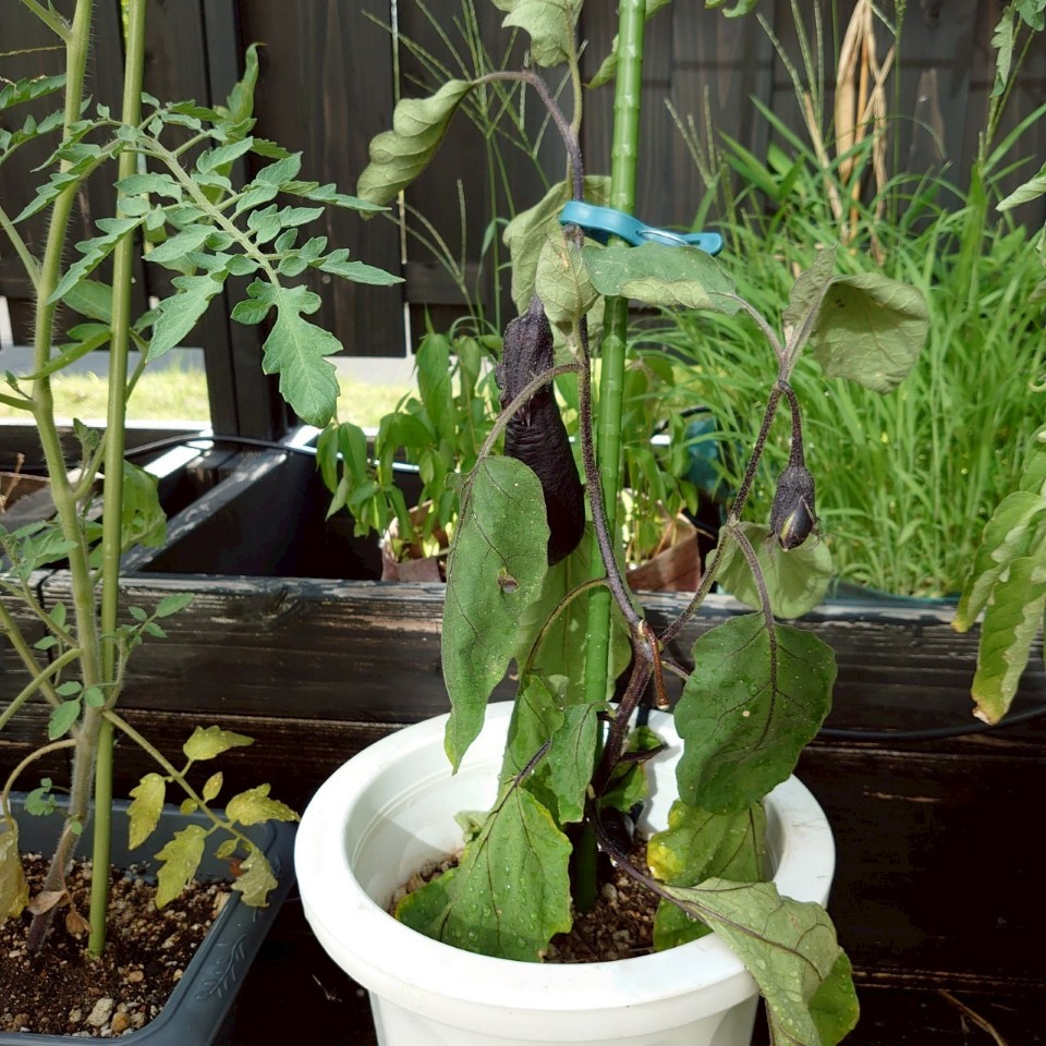 なすプランター②-2025/7/23