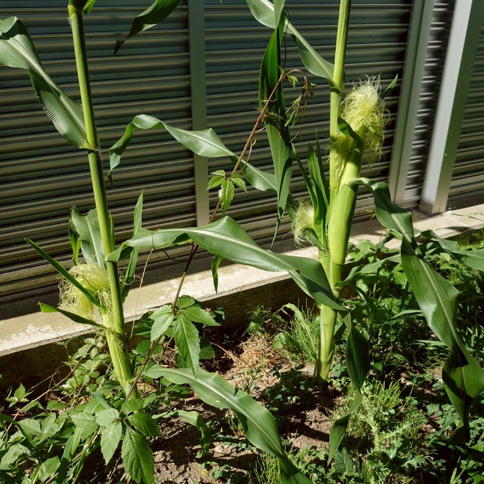 コーンビッグ露地②-2025/7/24