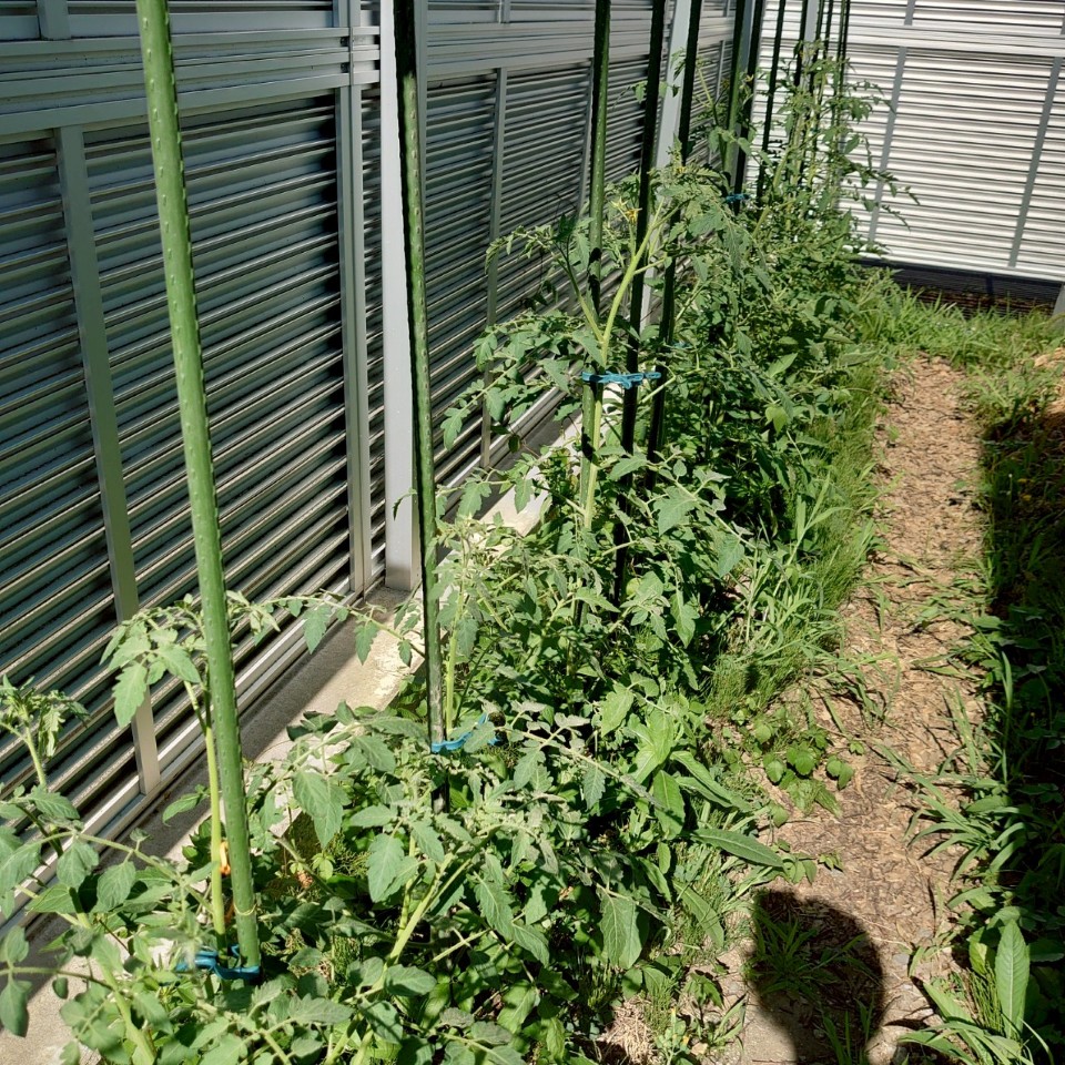 イタリアン、あまうま、フルティカ露地-2025/7/24