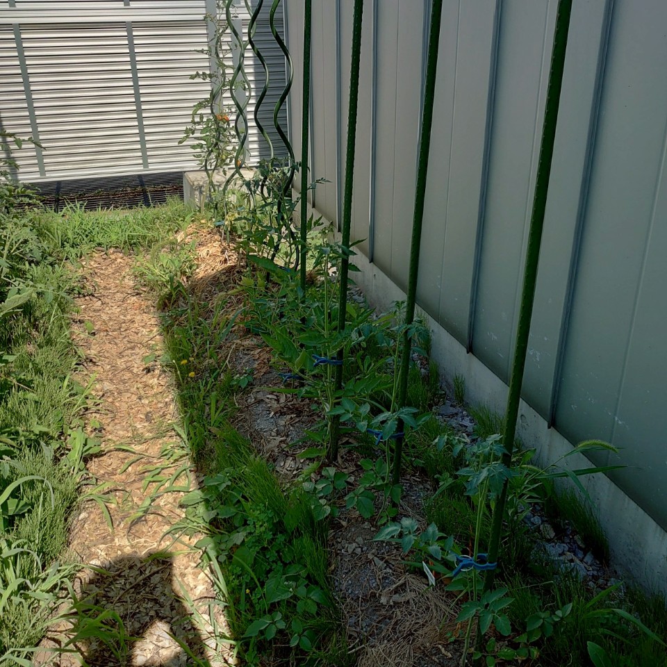 千恋、イタリアン、あまうま、フルティカ露地-2025/7/24