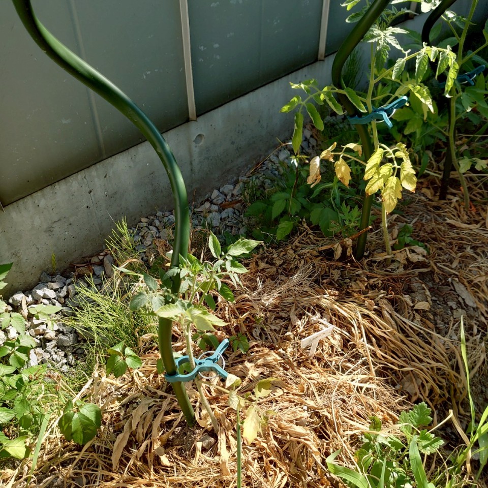フルティカ露地①-2025/7/24