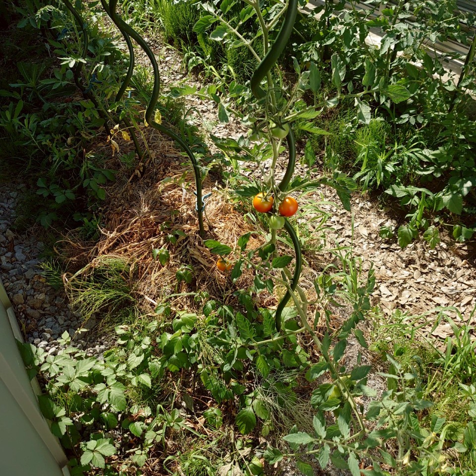 フルティカ露地②-2025/7/24