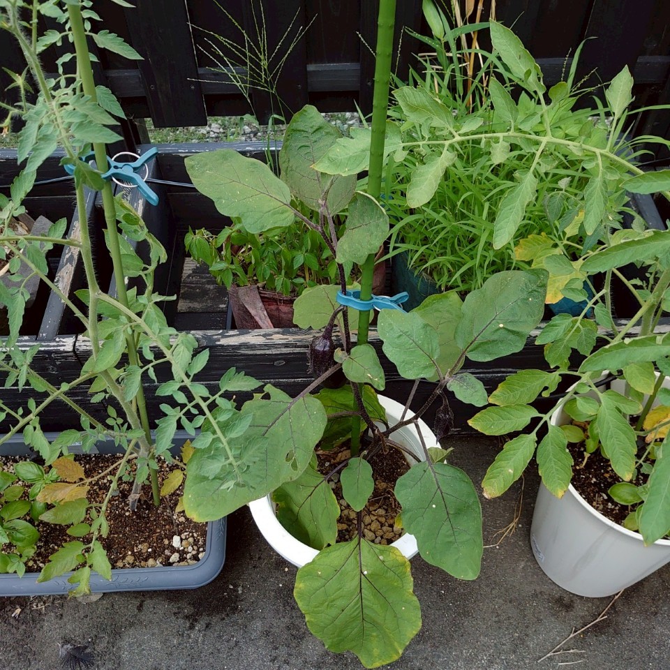 なすプランター-2025/7/24