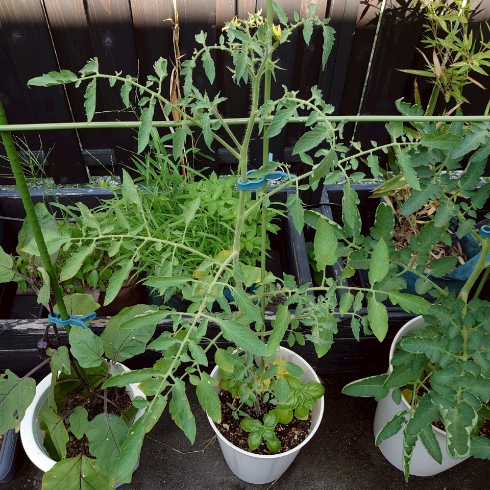 イタリアントマト？プランター-2025/7/24