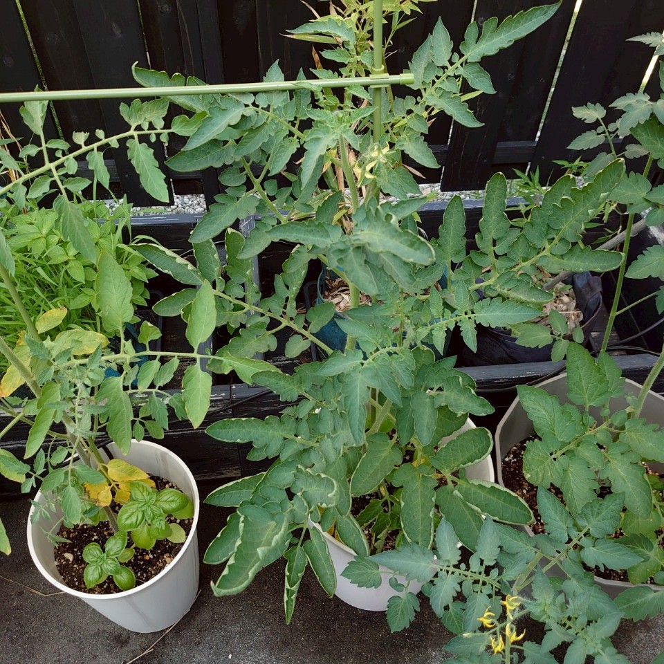 イタリアントマトプランター-2025/7/24