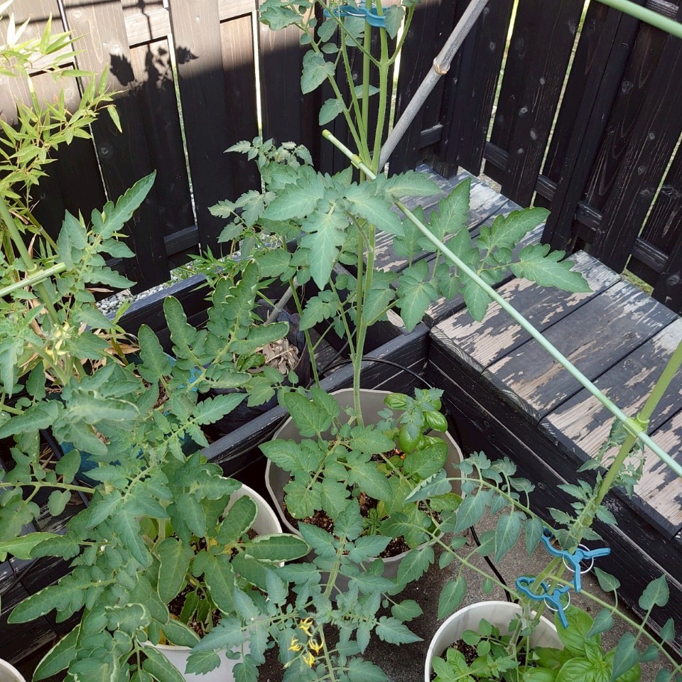 ちこプランター①-2025/7/24