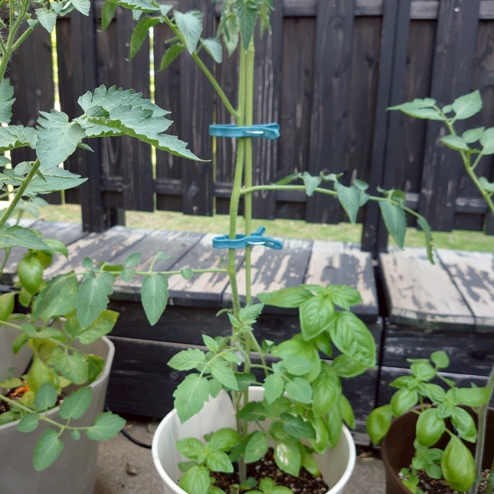 ちこプランター②-2025/7/24