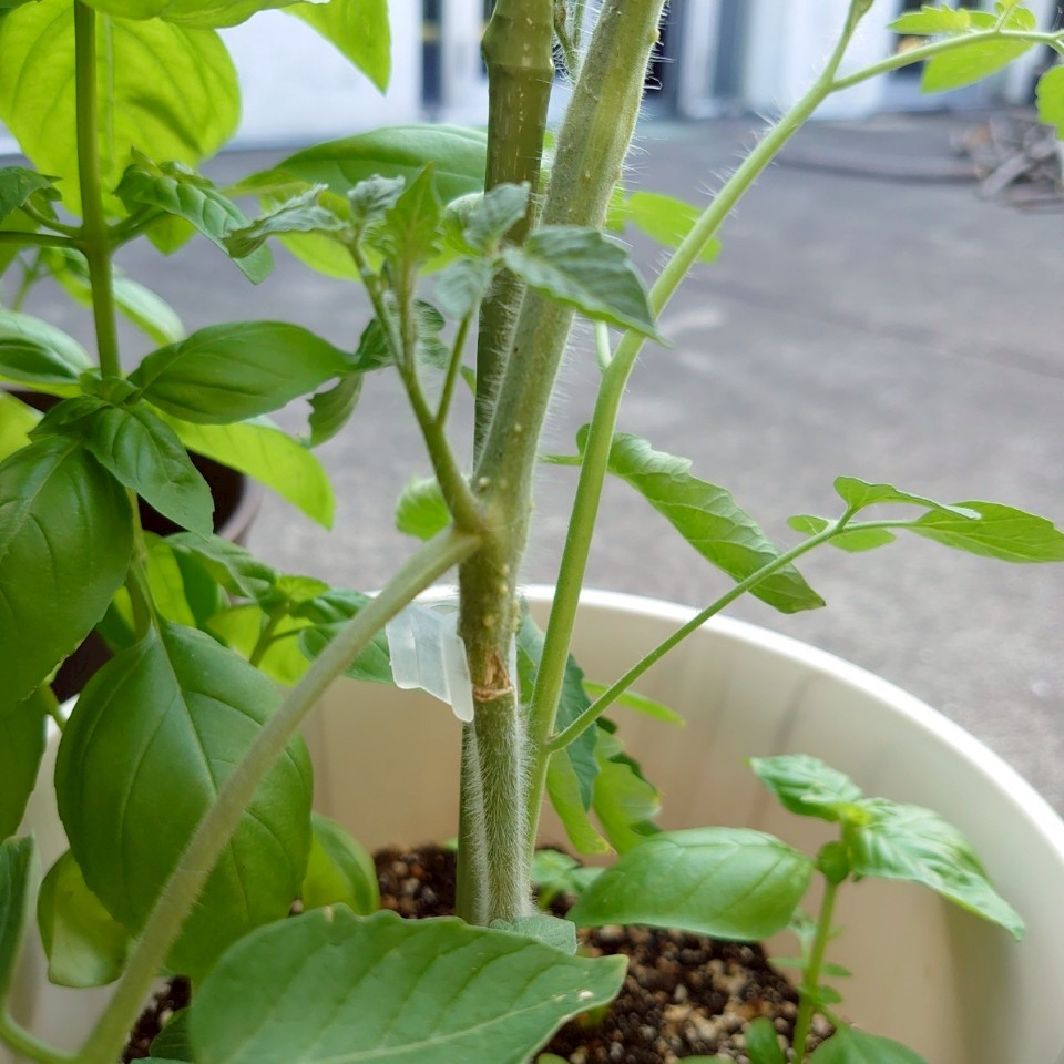 ちこプランター③-2025/7/24