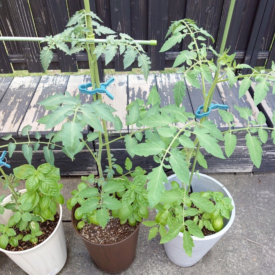 ちこ④、あまうまプランター-2025/7/24