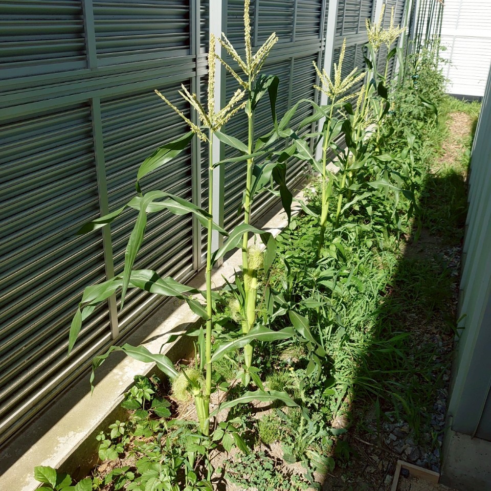 コーンビッグ露地①-2025/7/24