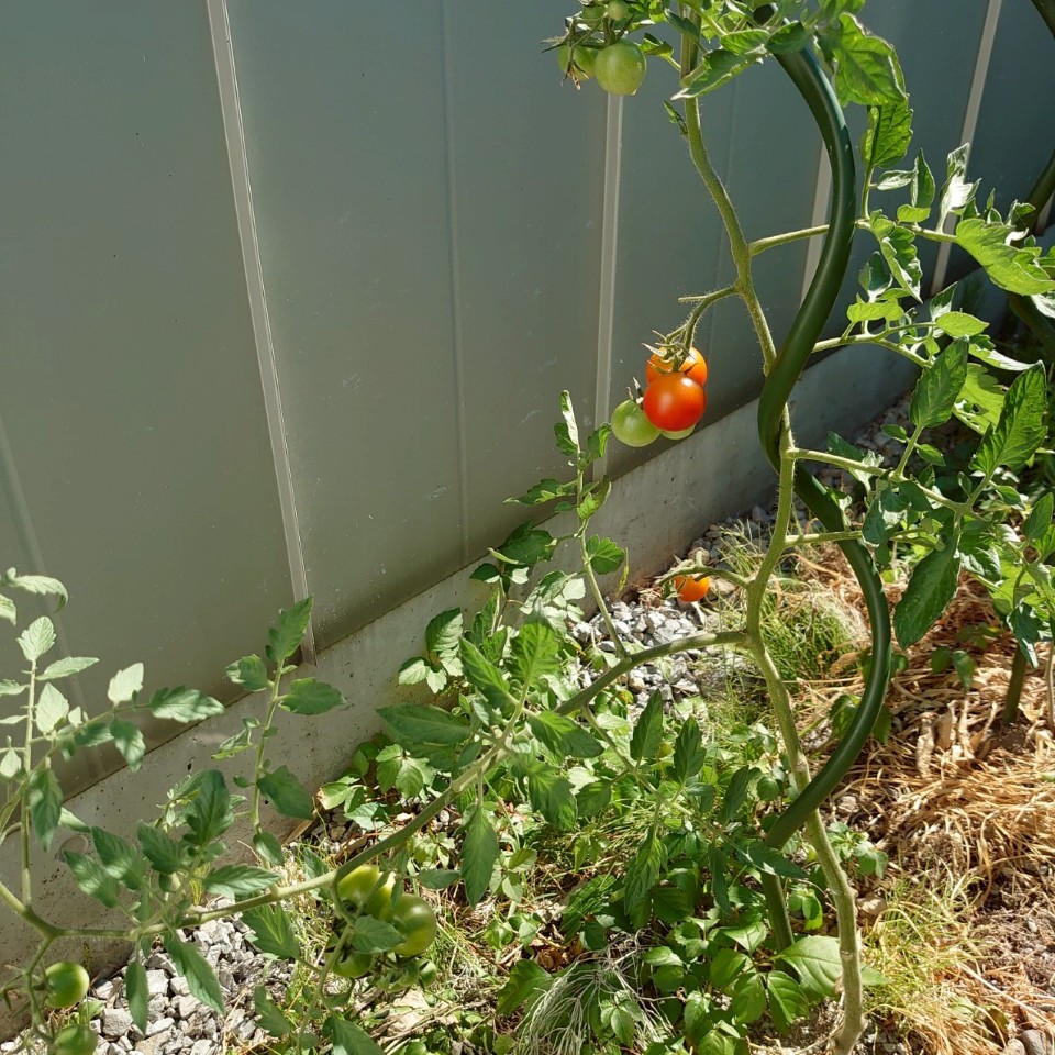 フルティカ露地①-2025/7/25