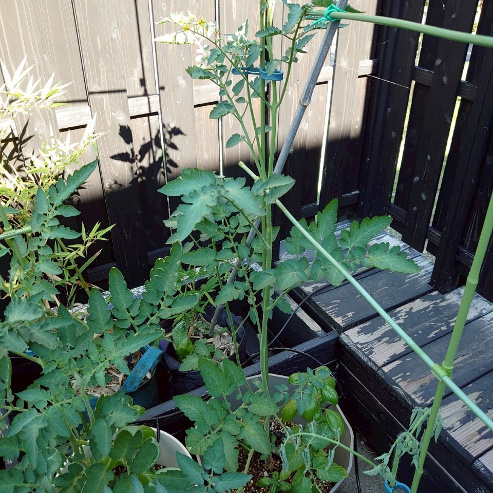 ちこプランター①-2025/7/25