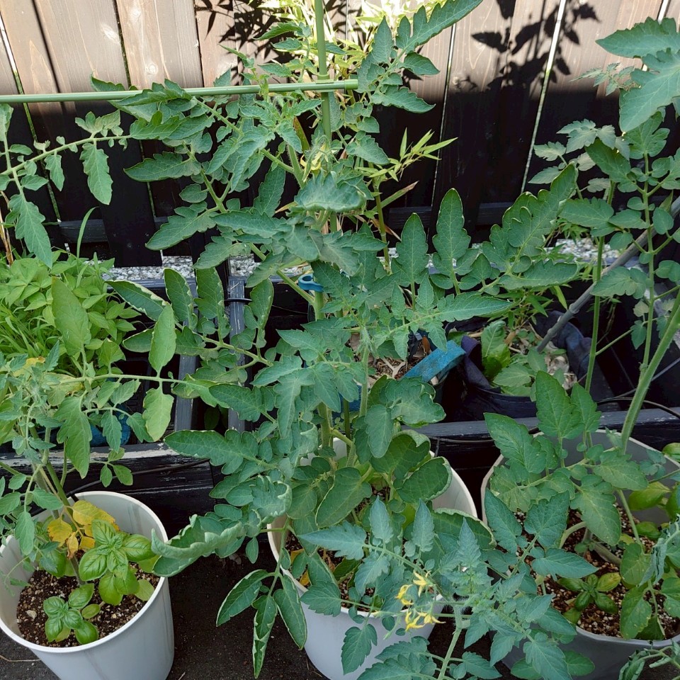 イタリアントマトプランター-2025/7/25