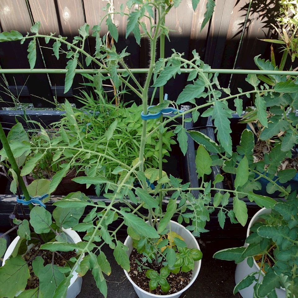 イタリアントマト？プランター-2025/7/25