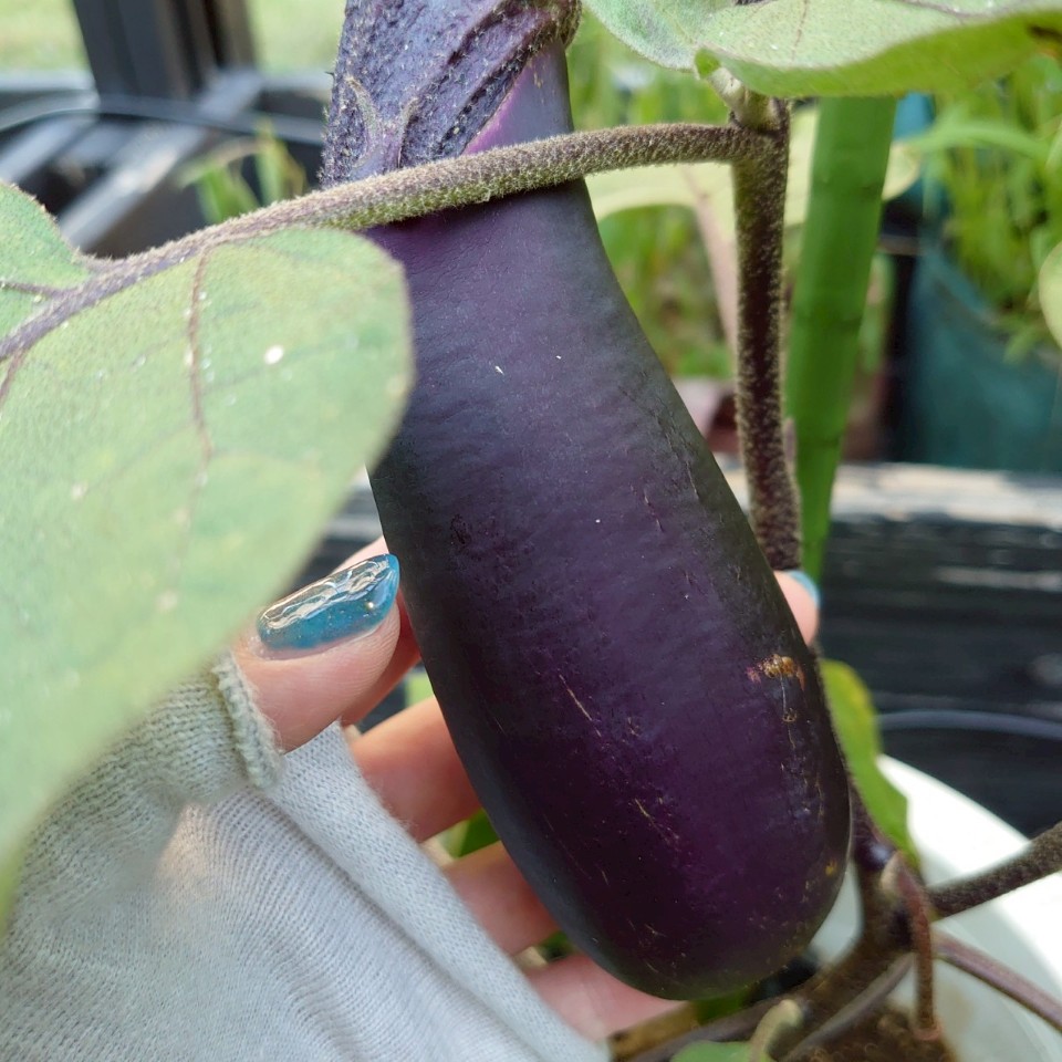 なすプランター②-2025/7/25