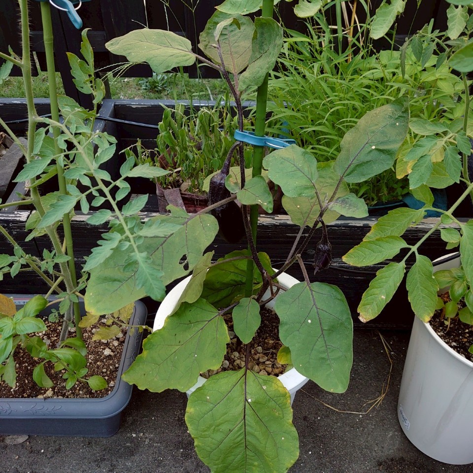 なすプランター①-2025/7/25