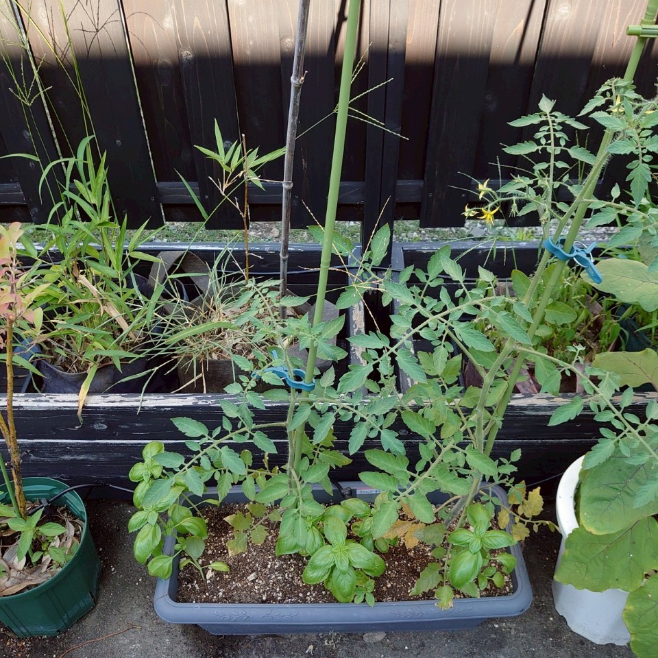 フルティカプランター-2025/7/25