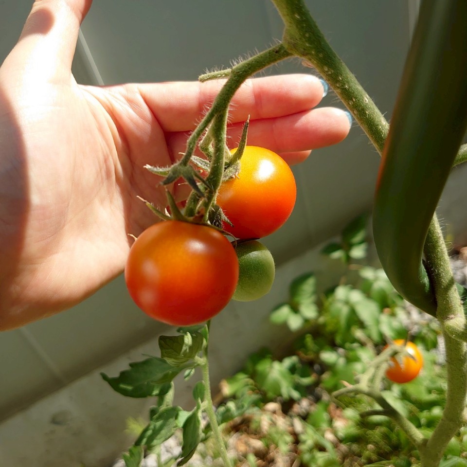 フルティカ露地②-2025/7/25