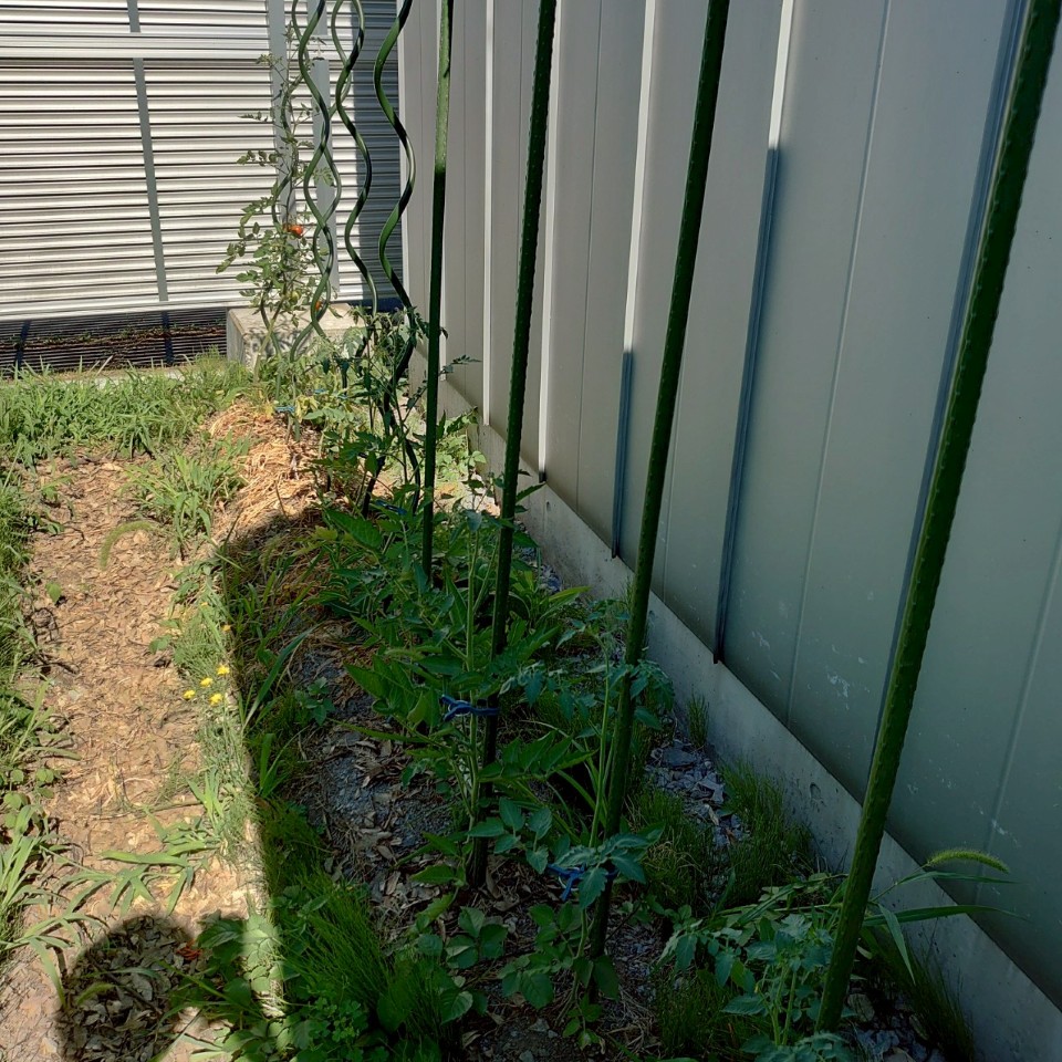 千恋、イタリアン、あまうま、フルティカ露地-2025/7/25