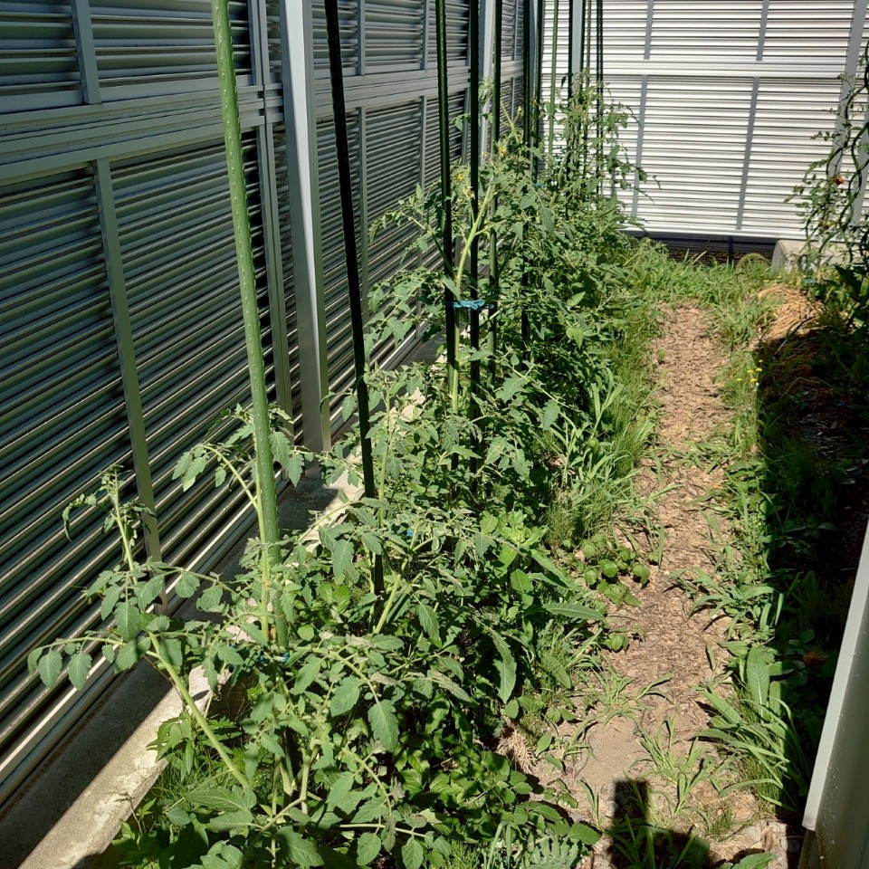 イタリアン、あまうま、フルティカ露地-2025/7/25