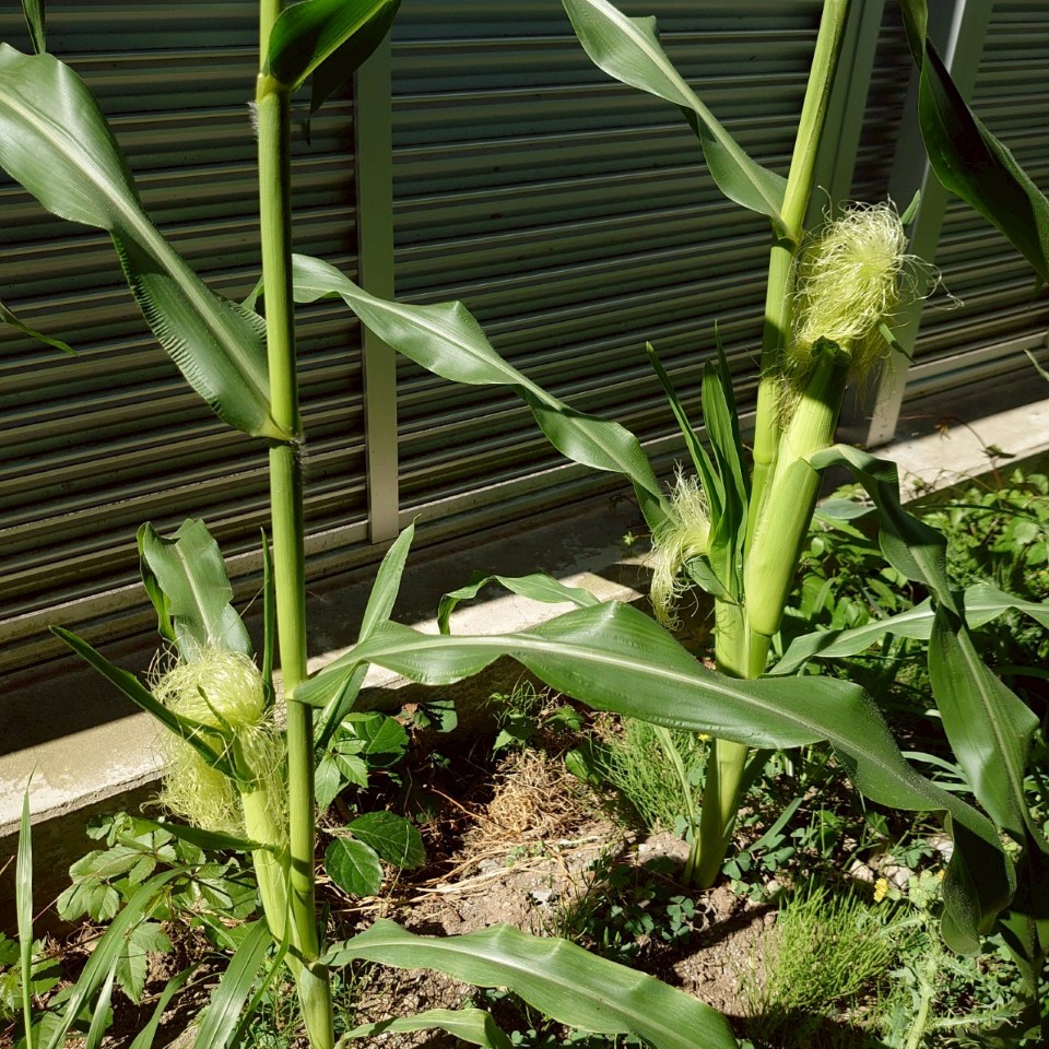 コーンビッグ露地②-2025/7/25