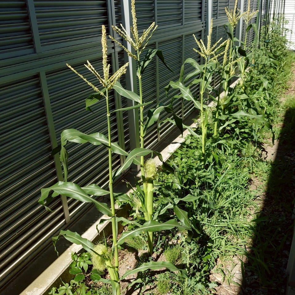 コーンビッグ露地①-2025/7/25