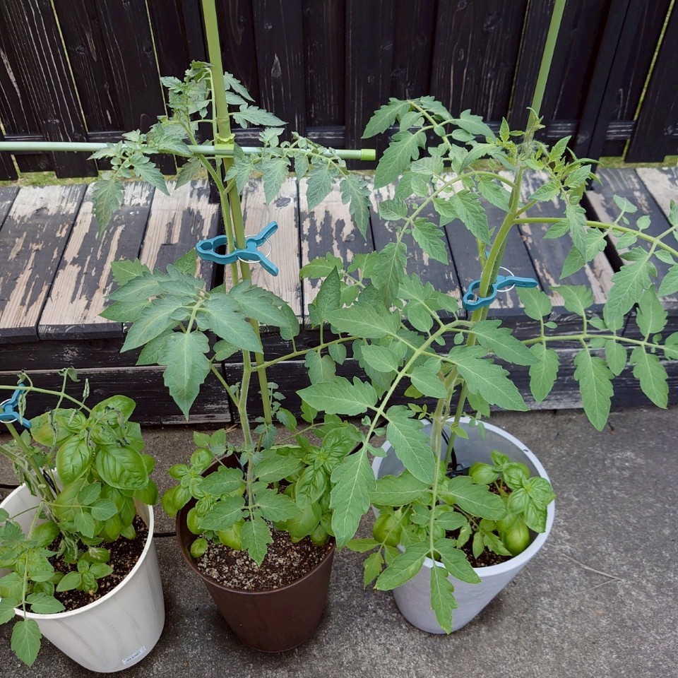 ちこ③、あまうまプランター-2025/7/25