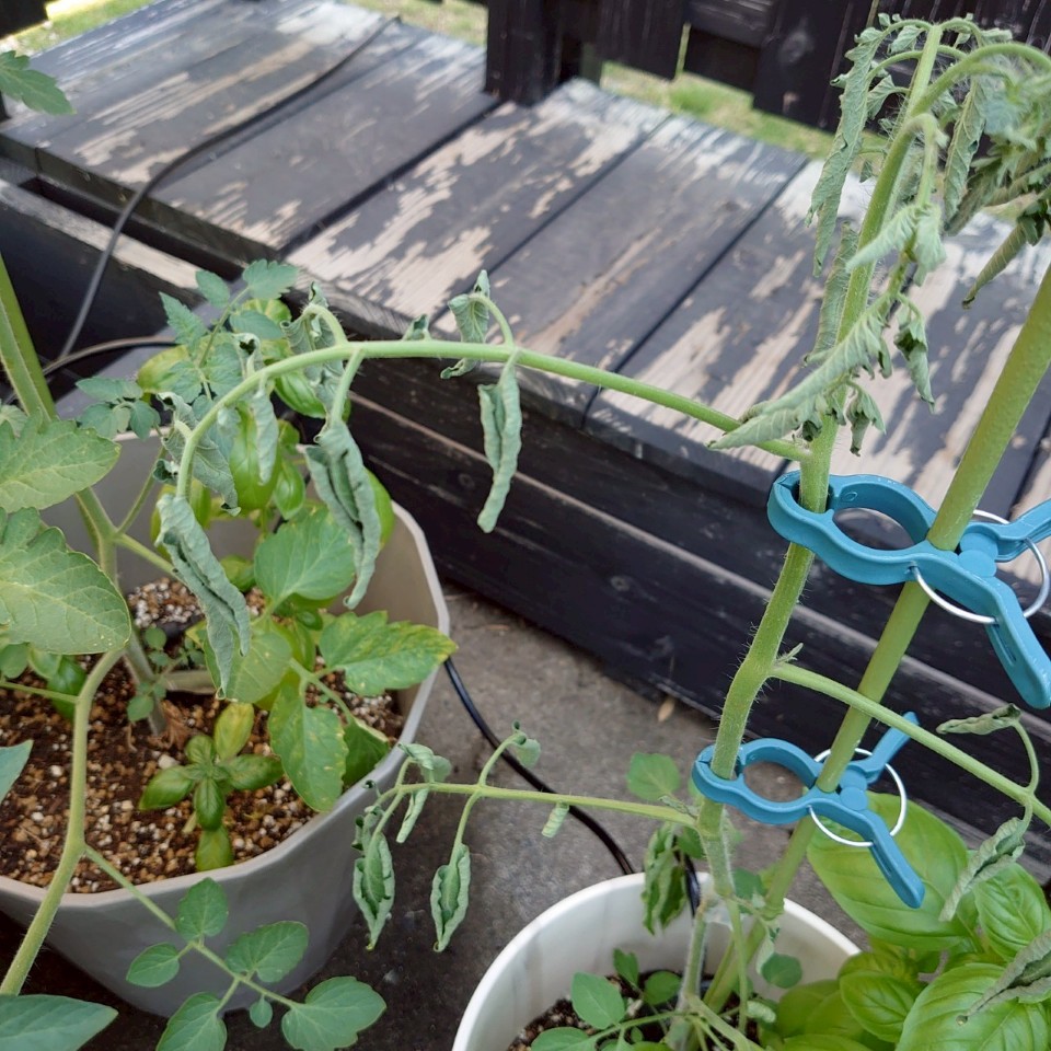 ちこプランター③-2025/7/25